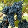 Üzüm Çeşitleri – Nebbiolo