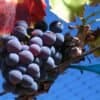 Üzüm Çeşitleri – Grenache