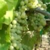 Üzüm Çeşitleri – Viognier