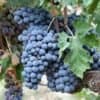 Üzüm Çeşitleri – Sangiovese
