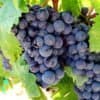 Üzüm Çeşitleri – Zinfandel
