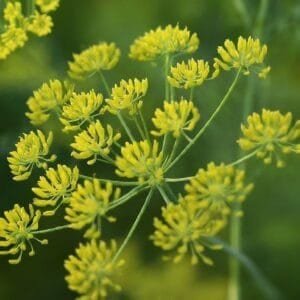 Rezene: Lezzeti ve Sağlığı Bir Araya Getiren Anason Kokulu Bitki