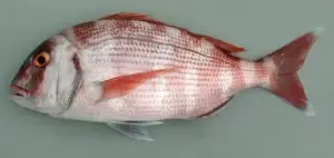 Gri arka planda yan profilden görülen kırmızımsı-pembe pullu deniz balığı