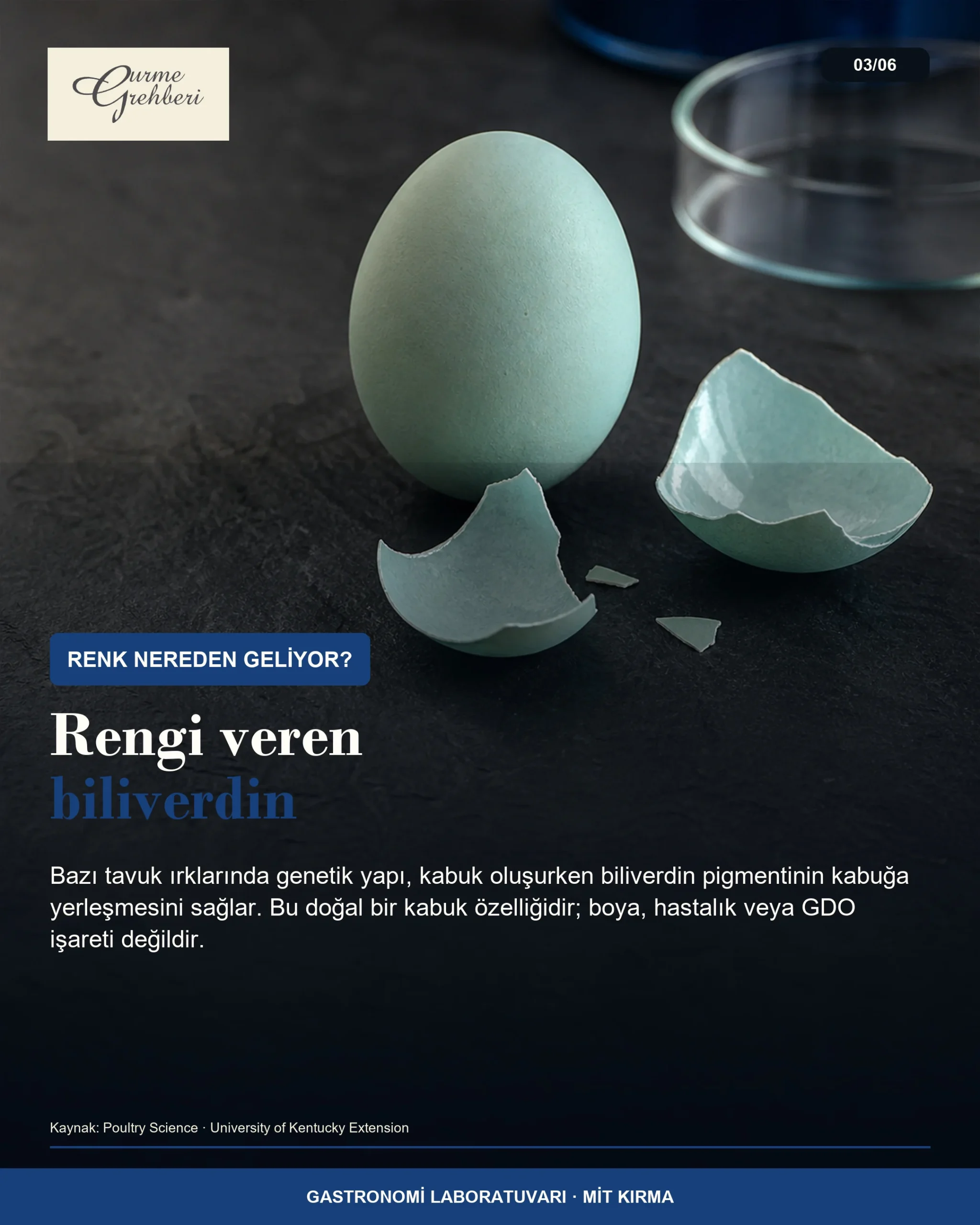 Mavi yumurta kabuğunda biliverdin pigmentini anlatan görsel