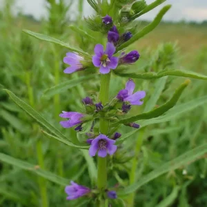 Mor çiçekli zufa otu (Hyssopus officinalis)