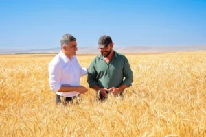 ETİ Kanatlı Buğdayı tarlası